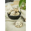 White Flower Mushroom Export Products of Malaysia